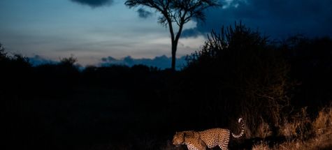 Exposition photos - Au coeur de l'Afrique - Alexandre et Chlo&eacute; B&egrave;s