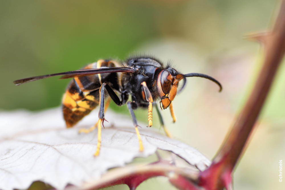 frelons asiatiques(1) frelons asiatiques(1)