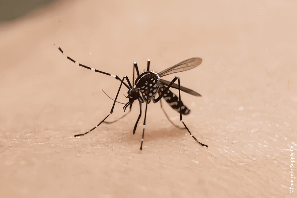 Moustiques tigres