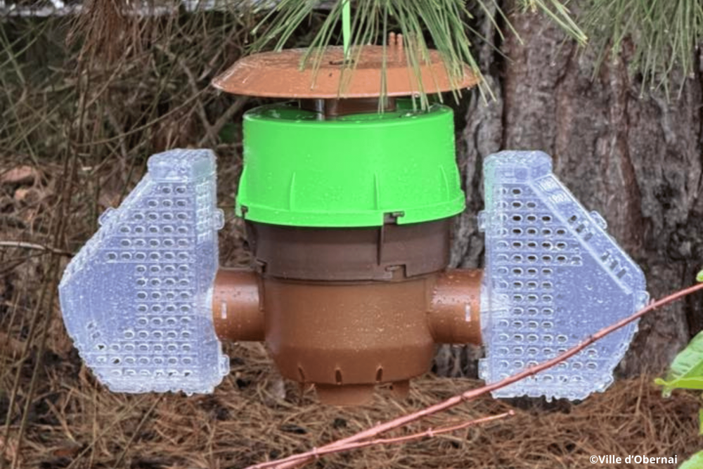 frelons asiatiques(6)(1)