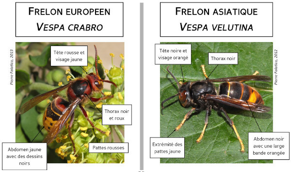 Les deux frelons_&copy; Pierre Falatico